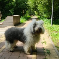 Бобтейл :: Лютый Дровосек