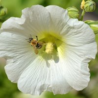 Урюхалась и  едва выползает) :: Татьяна Лютаева