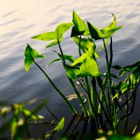 у воды :: Артём Евтюхов у воды :: Артём Евтюхов