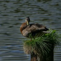 Фотосессия # 2 :: Виктор Савельев