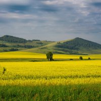 Летняя палитра... :: Алексей Мезенцев Летняя палитра... :: Алексей Мезенцев