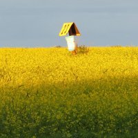 Рапсовое поле :: ИРЭН@ .