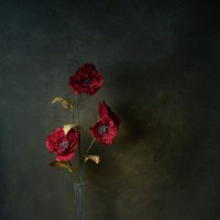 Маки :: Мария Шабурникова