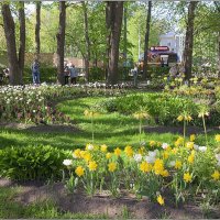 Фотозарисовки с фестиваля тюльпанов. :: Лилия *