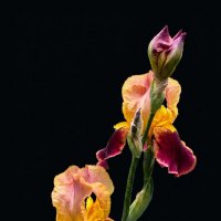 Ирисы :: Роман Савоцкий Ирисы :: Роман Савоцкий