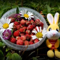 Запомним ягодный июль! :: Андрей Заломленков Запомним ягодный июль! :: Андрей Заломленков