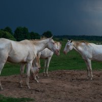 Перед ливнем. :: Виктор Евстратов