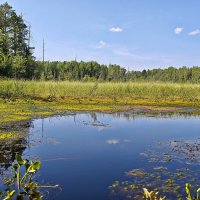 Болото в лесу :: Александр 