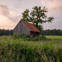 Сарай и дерево... :: Николай Гирш