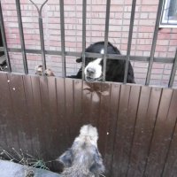 Разговор двух собак: "Сижу за решеткой, охраняю дом"... :: Татьяна Р Разговор двух собак: "Сижу за решеткой, охраняю дом"... :: Татьяна Р
