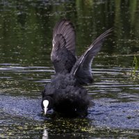Уйди! :: Владимир Савельев