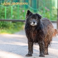День беспородной собаки :: Валерий Иванович