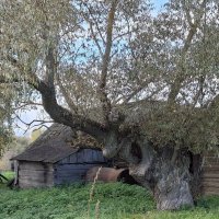 Старая ива :: ИРЭН@ .