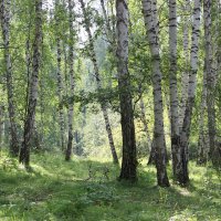 благодать :: Ольга Гомзина
