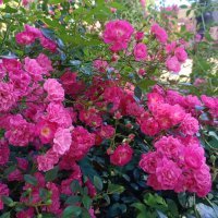 Розы :: Мария Васильева Розы :: Мария Васильева