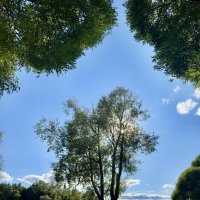 Дерево у воды. :: Любовь 