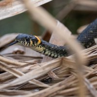 Уж :: Владимир Лазарев Уж :: Владимир Лазарев