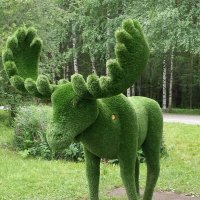 лось :: Сергей Киршин