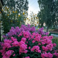 *** :: Светлана Кузнецова