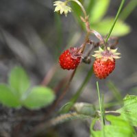 Земляника :: Ольга 