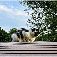 Котик на своём месте. :: Валерия Комова