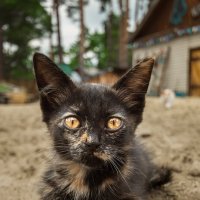Котёнок :: Alex Bush
