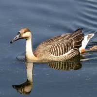 Зоопарк. :: Владимир Савельев Зоопарк. :: Владимир Савельев