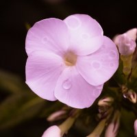 Phlox | 10 :: Sergey Sonvar