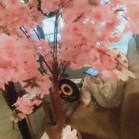 14  КЛОС (689) :: CLOSE WAYS ALL