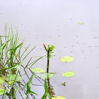 У берега (водомерки) :: Татьяна Лютаева