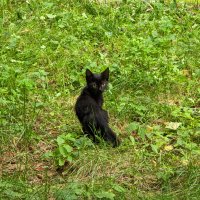 Уличный котёнок :: Andrew Уличный котёнок :: Andrew