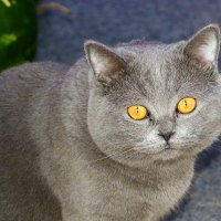 Желтоглазка :: Светлана 