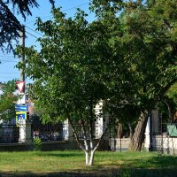 Феодосия. Лимонное дерево в саду храма Сурб Саркис летом. :: Пётр Чернега