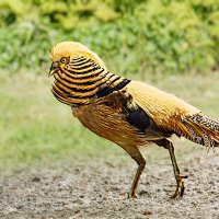 Королевский фазан :: SanSan 