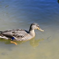 Кряква :: Ольга 