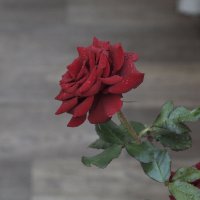 Алая роза :: Валентин Семчишин