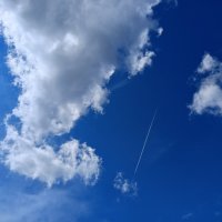 собака лает :: Владимир 