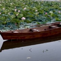 Лодка на озере лотосов