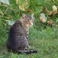 Ждёт угощение :: Валерий Судачок