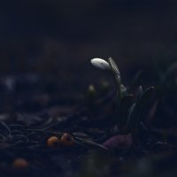 В мёрзлом мраке январских подснежников.