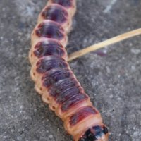 кака красавица