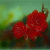 Розы летом :: Владимир Кроливец