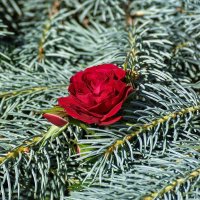 Роза пробилась сквозь ель
