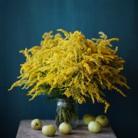 Золотарник цветет... :: Liliya Золотарник цветет... :: Liliya