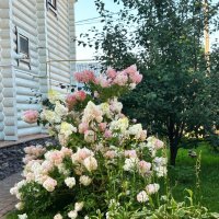 август :: Венера Чуйкова