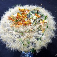 как цветущий одуванчик