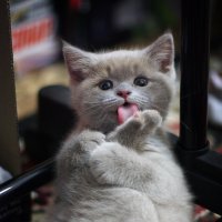 Котенок