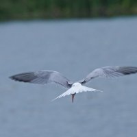 Крачка :: Василий Панкрушов