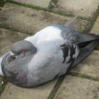 лодочка