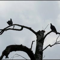 Снимая птичку на ветке, старайтесь не открывать рот (из личного опыта).